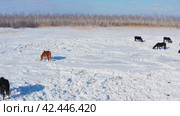 Восточная Сибирь, лошади пасутся в снежной степи. Вид с воздуха. Eastern Siberia, horses grazing in the snowy steppe. Aerial view. Стоковое видео, видеограф Евгений Романов / Фотобанк Лори