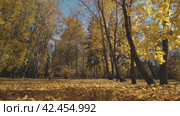 Golden autumn trees with falling colorful leaves. Steadicam movement in a city park. Стоковое видео, видеограф EStarodubov / Фотобанк Лори