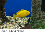 Yellow Cichlid. Стоковое фото, фотограф Винокуров Александр / Фотобанк Лори
