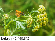 Small orange skipper butterfly sitting on plant. Ochlodes venatus feeding on a flower. Стоковое фото, фотограф Константин Григорьев / Фотобанк Лори