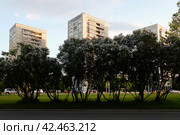 Цветущая сирень и жилые многоэтажки на Волоколамском шоссе в Москве. Flowering lilac and three blocks of flats in Volokolamskoye shosse. Summer sunset view. (2021 год). Стоковое фото, фотограф Александр Кузнецов / Фотобанк Лори