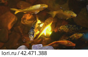 Koi carp orange, yellow swim in artificial water with lighting, fish in a restaurant. Стоковое видео, видеограф Ольга Ильина / Фотобанк Лори