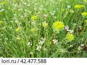 Erodium cicutarium, storks-bill, redstem filaree, redstem stork bill or pinweed Geraniaceae. Flowers of shepherd's purse. Capsella bursa-pastoris Brassicaceae. Euphorbia serrata spurge Euphorbiaceae. Стоковое фото, фотограф Юлия Петровская / Фотобанк Лори