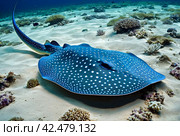 Blue spotted stingray (Myliobatoidei) cartilaginous fish on sandy bottom in tropical underwaters. Skate in underwater wild animal world. Observation of wildlife ocean. Scuba diving in Ecuador coast. Стоковое AI-изображение, AI-художник Aleksandr Golubev / Фотобанк Лори