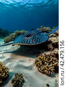 Blue spotted stingray (Myliobatoidei) cartilaginous fish on sandy bottom in tropical underwaters. Skate in underwater wild animal world. Observation of wildlife ocean. Scuba diving in Ecuador coast. Стоковое AI-изображение, AI-художник Aleksandr Golubev / Фотобанк Лори
