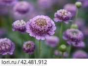 Close up photo of purple scabious flower. Generate ai. Стоковое AI-изображение, AI-художник Иван Рябоконь / Фотобанк Лори