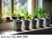 Seedlings of vegetables for planting in the open ground in the garden are grown on the windowsill - preparation for the summer season, subsistence farming. AI generated. Стоковое AI-изображение, AI-художник Ольга Симонова / Фотобанк Лори