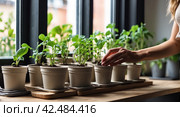 Seedlings of vegetables for planting in the open ground in the garden are grown on the windowsill - preparation for the summer season, subsistence farming. AI generated. Стоковое AI-изображение, AI-художник Ольга Симонова / Фотобанк Лори