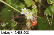 Южный Урал, ягоды земляники (Fragaria vesca) в траве. Southern Urals, strawberries (Fragaria vesca) in the grass. Стоковое видео, видеограф Евгений Романов / Фотобанк Лори