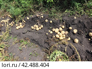 Выкопанный картофель просыхает на огороде (сбор урожая картофеля) Стоковое фото, фотограф Юлия Сергеевна Купина / Фотобанк Лори