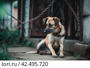 Abused dog alone abandoned on street. Generate ai. Стоковое AI-изображение, AI-художник Иван Рябоконь / Фотобанк Лори