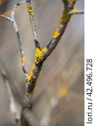Spring, wallpaper with nature. Tree branches in close-up. New spring foliage appears on the branches. A tree or shrub that is budding. Seasonal forests, blurred background. Стоковое фото, фотограф Photojuli / Фотобанк Лори
