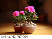 Desert rose potted plant. Generate Ai. Стоковое AI-изображение, AI-художник Иван Рябоконь / Фотобанк Лори