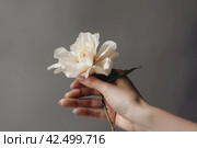 Female hand holding a white flower. Generate ai. Стоковое AI-изображение, AI-художник Иван Рябоконь / Фотобанк Лори