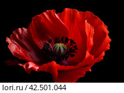Red poppy flower single bright. Generate Ai. Стоковое AI-изображение, AI-художник Иван Рябоконь / Фотобанк Лори