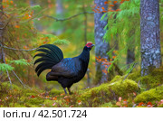 Capercaillie tetrao forest bird. Generate Ai. Стоковое AI-изображение, AI-художник Иван Рябоконь / Фотобанк Лори