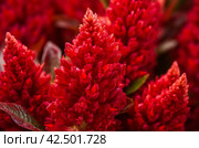 Celosia cristata red plant leaf. Generate Ai. Стоковое AI-изображение, AI-художник Иван Рябоконь / Фотобанк Лори