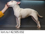 A charming smiling white bull terrier. Minobul, miniature bull terrier. Стоковое фото, фотограф Ольга Морозова / Фотобанк Лори