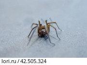 The house spider Tegenaria domestica is a species of spider from the funnel web family (Agelenidae), a close relative of the American house spider Tegenaria agrestis. Стоковое фото, фотограф Evgenii Predibailo / Фотобанк Лори