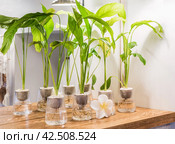 Spathiphyllum cochlearispathum commonly called peace lily growing in water in glass. Стоковое фото, фотограф Татьяна Терехина / Фотобанк Лори
