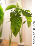 Spathiphyllum cochlearispathum commonly called peace lily growing in water in glass. Стоковое фото, фотограф Татьяна Терехина / Фотобанк Лори
