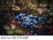 Cluster blueberries in wild northern forest. Generate ai. Стоковое AI-изображение, AI-художник Иван Рябоконь / Фотобанк Лори