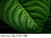 Big green leaf. Generate AI. Стоковое AI-изображение, AI-художник Иван Рябоконь / Фотобанк Лори