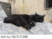 Cute cat relaxing on a sidewalk in the Old Town of Kotor, Montenegro. The cat Felis catus, domestic cat or house cat is domesticated species in the family Felidae. Black cat sleeps on a stone parapet. Стоковое фото, фотограф Юлия Петровская / Фотобанк Лори