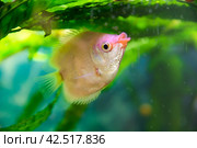 Aquarist, aqua fish. Helostoma temminkii is a species of tropical ray-finned fishes from the suborder labyrinth, allocated to the monotypic family of Helostomatidae. Стоковое фото, фотограф Evgenii Predibailo / Фотобанк Лори