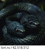 Two black snakes coiled upward, realistic photo.    Generative AI. Стоковое AI-изображение, AI-художник Анна Кривицкая / Фотобанк Лори