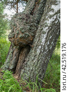 Большой нарост на стволе берёзы - берёзовый кап. A large growth on the trunk of a birch tree is a birch burl. Стоковое фото, фотограф Евгений Романов / Фотобанк Лори