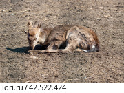 Косуля лежит. Стоковое фото, фотограф Павел Сапрыкин / Фотобанк Лори
