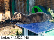 Соболь греется на солнце. Стоковое фото, фотограф Павел Сапрыкин / Фотобанк Лори