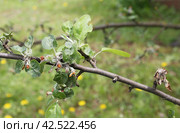 An apple tree branch damaged by the apple blossom beetle (Anthonomus pomorum) and honeyweed (Cacopsylla mali) Стоковое фото, фотограф Ирина Горбачева / Фотобанк Лори