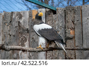 Белоплечий орлан. Стоковое фото, фотограф Павел Сапрыкин / Фотобанк Лори