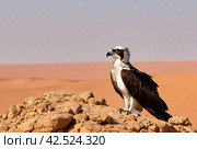 Bird is an osprey on sand san close up. Portrait of osprey (Pandion haliaetus) sitting on rock ridge in Sahara desert Observation animal world. Really adventure in Red sea, coast Africa. Стоковое AI-изображение, AI-художник Aleksandr Golubev / Фотобанк Лори