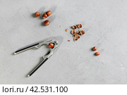 Pliers for splitting nut shells, whole and divided of hazelnuts, in flat lay. Стоковое фото, фотограф Vladimir Vikhrov / Фотобанк Лори