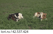Два забавных маленьких теленка лежат на лугу в солнечный день. Two cute funny little calves lying on grass field. Стоковое видео, видеограф EStarodubov / Фотобанк Лори