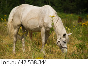 Лошадь светлого окраса пасется на лугу. Стоковое фото, фотограф Марина Иннокентьевна Корреа Ластра / Фотобанк Лори