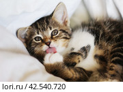 Котенок смотрит вперед и лижет свою лапу. / The kitten looks forward and licks its paw. Стоковое фото, фотограф Наталья Баранова / Фотобанк Лори