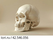 Realistic Human Skull Replica on Beige Background, Detailed Anatomy Study Tool. Стоковое AI-изображение, AI-художник Юрий Поздников / Фотобанк Лори
