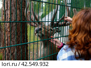 Посетители гладят рога оленя в вольере. Беловежская пуща. Беларусь (2023 год). Редакционное фото, фотограф Курносов Александр Юрьевич / Фотобанк Лори