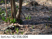 Первые подснежники (Galanthus) на лесной полянке. Стоковое фото, фотограф Наталья Николаева / Фотобанк Лори