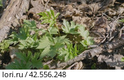 Южный Урал, молодые побеги борщевика сибирского (Heracleum sibiricum) в подлеске весной. Southern Urals, young shoots of Heraculum sibiricum in the undergrowth in spring. Стоковое видео, видеограф Евгений Романов / Фотобанк Лори