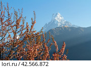 Mount Machapuchare (from Nepali meaning 'fishtail' )against the backdrop of a flowering tree, Annapurna Conservation Area, Himalayas, Nepal (2018 год). Стоковое фото, фотограф VittoriaChe / Фотобанк Лори