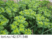 Euphorbia, flowering plant, spurge, Euphorbiaceae. Euphorbia serrata, serrated Tintern spurge, sawtooth upright spurge. Perennial herb. At the ends of the branches are inflorescences of tiny flowers. Стоковое фото, фотограф Юлия Петровская / Фотобанк Лори