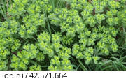 Euphorbia, flowering plant, spurge, Euphorbiaceae. Euphorbia serrata, serrated Tintern spurge, sawtooth upright spurge. Perennial herb. At the ends of the branches are inflorescences of tiny flowers. Стоковое видео, видеограф Юлия Петровская / Фотобанк Лори