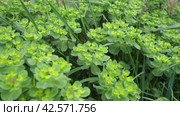 Euphorbia, flowering plant, spurge, Euphorbiaceae. Euphorbia serrata, serrated Tintern spurge, sawtooth upright spurge. Perennial herb. At the ends of the branches are inflorescences of tiny flowers. Стоковое видео, видеограф Юлия Петровская / Фотобанк Лори