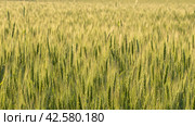 Two-rowed barley or Hordeum distichon growing in the field. Стоковое фото, фотограф VittoriaChe / Фотобанк Лори