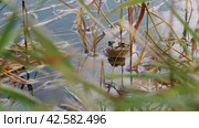 Прыжок лягушки в пруду. Frog jump. Стоковое видео, видеограф EStarodubov / Фотобанк Лори